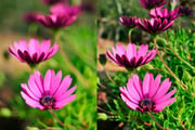 【超簡単】Photoshopで画像にぼかしを入れる方法